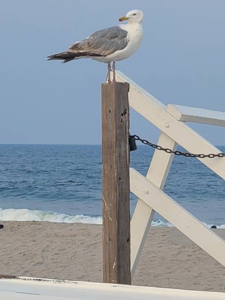 istock Seagull on a post at seaside park 1561807873