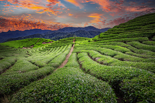 Scenic view of tea plantations terracing field landscape