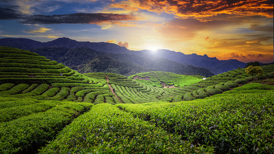 Scenic view of tea plantations terracing field landscape