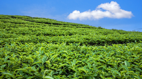 Scenic view of Tea Plantation terracing field Landscape with beautiful dramatic light