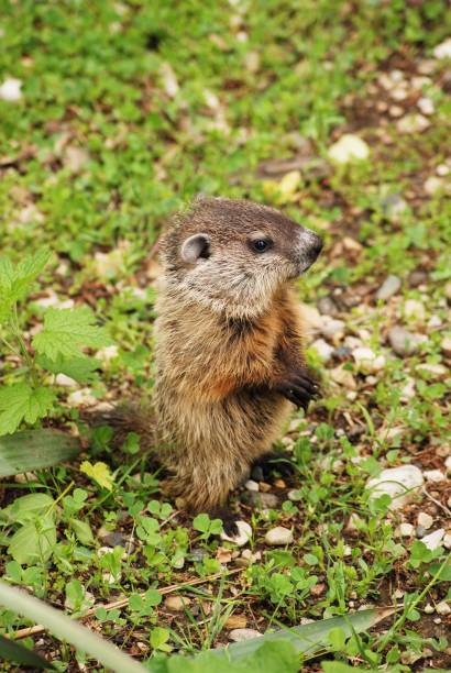 Young Groundhog (Woodchuck) Standing Eating Grass In Nature