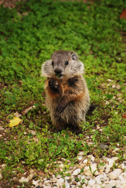 istock Young Groundhog (Woodchuck) Standing Eating Grass In Nature 1561893510
