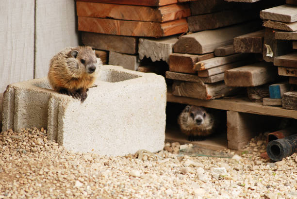istock Pair of Young Groundhogs (Woodchucks) In Woodpile 1561893919