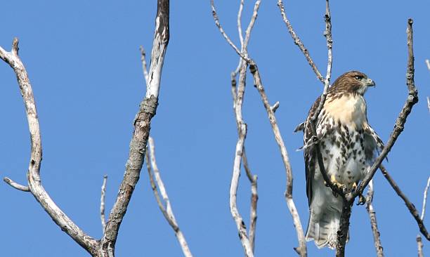 Hawk in Baum mit blauer Himmel Hintergrund – Foto