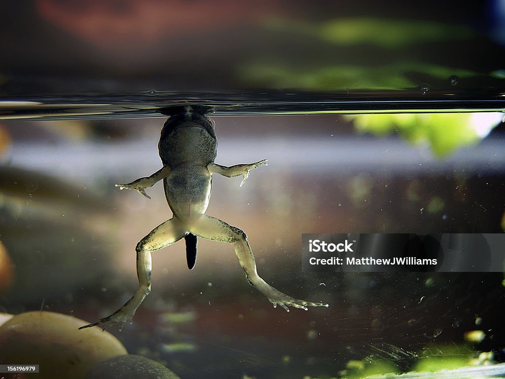 Baby Frog's Breath A baby frog surfaces the water for a breath of air. It is in it's final stages of tadpole/frog transformation. Amphibian Stock Photo