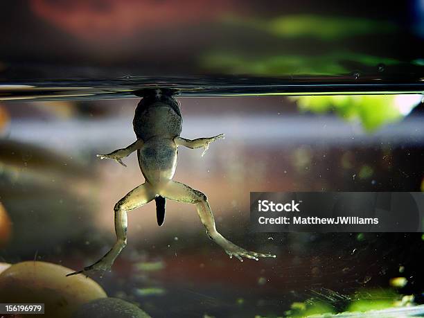Baby Frogs Breath Stock Photo - Download Image Now - Amphibian, Frog, Horizontal
