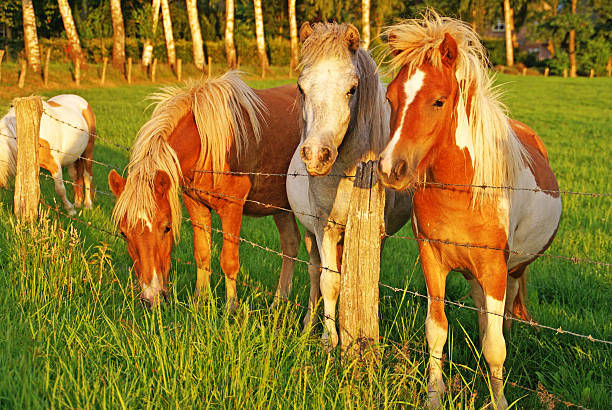 istock Curious horses (Shetland ponies) leaning over a fence 156197626