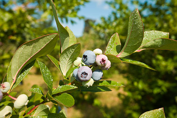 Blueberry Bunch stock photo