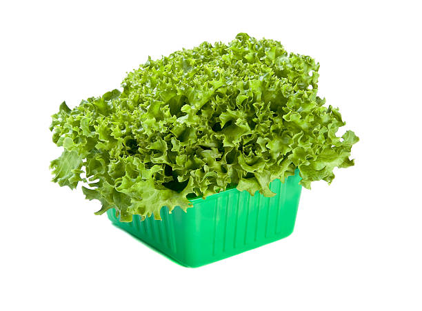 Fresh Lettuce salad in green box stock photo