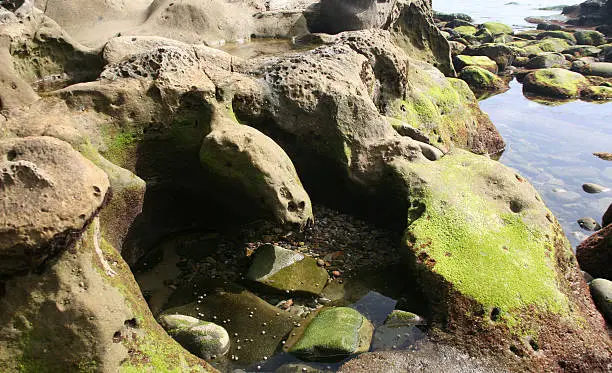 Natural tidepool rocky beach and mossy background