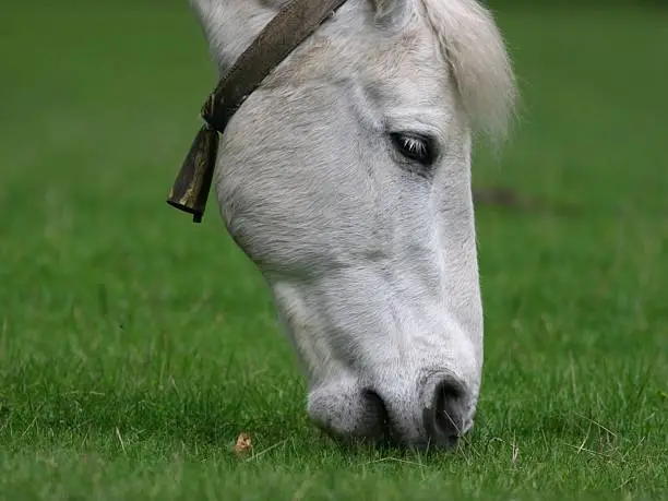 horse's head on green grass