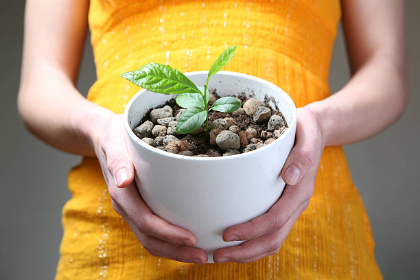 Plant in hands stock photo