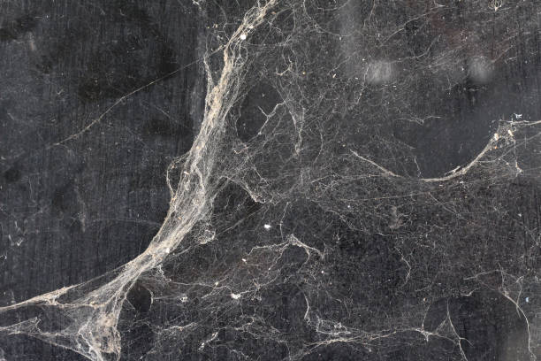 cobwebs against black wall in the background cobwebs against a grungy black wall in the background spinning web stock pictures, royalty-free photos & images