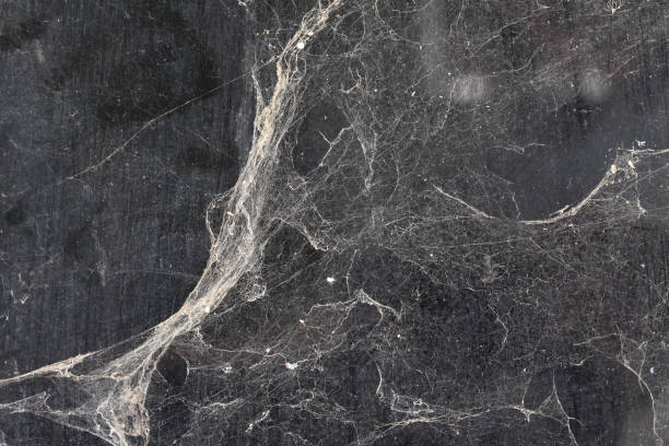 cobwebs against black wall in the background cobwebs against a grungy black wall in the background horror stock pictures, royalty-free photos & images