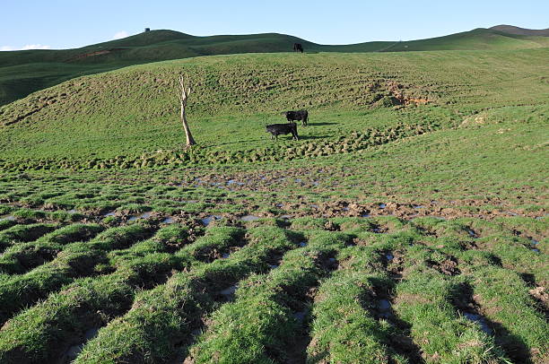 Rutted field stock photo