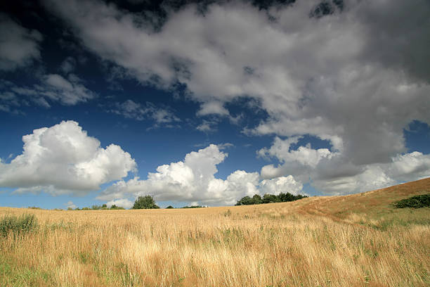 istock Panorama of field 156199674
