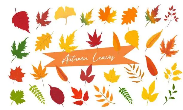 Vector illustration of Colorful autumn leaves