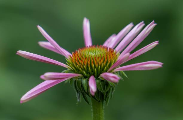 istock Purple coneflower with orange and green center 1561997006
