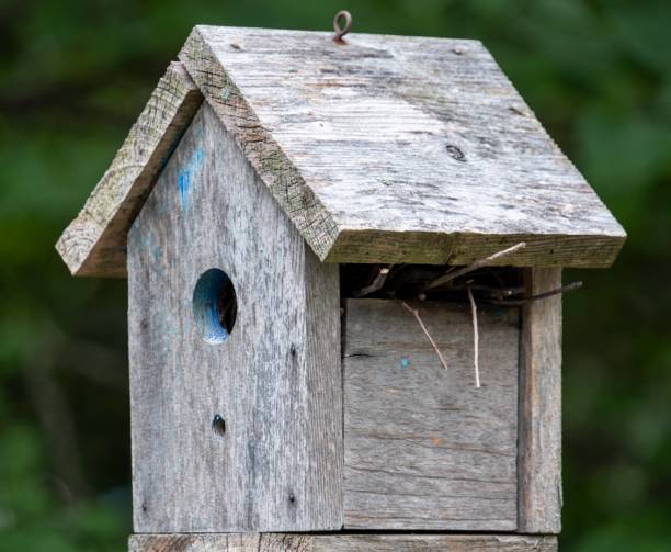 istock birdhouse in garden 1561997010