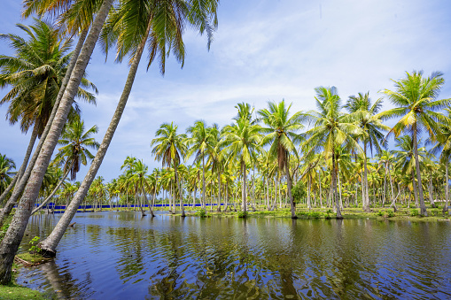 Scenic view of Tropical Island Landscape with coconut palm trees