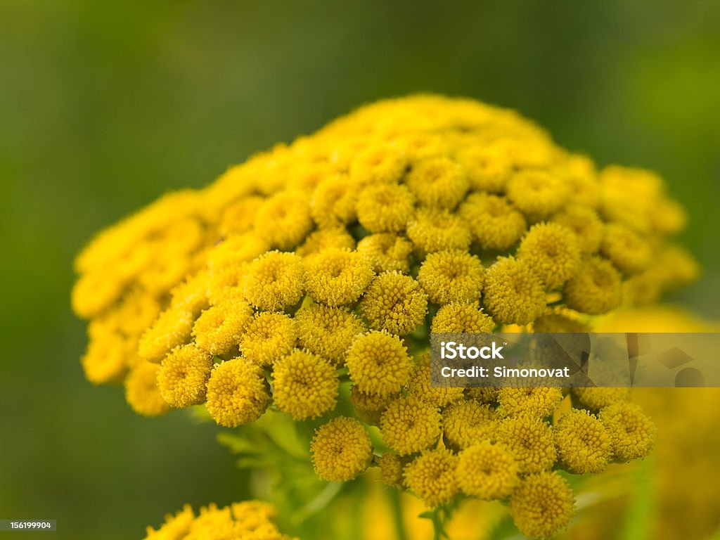 tansy, grass Blossom Stock Photo