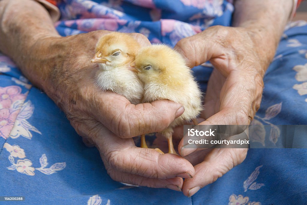 close up og hands holding chicken old peasant woman holding chicken in her wrinkled hands Baby Chicken Stock Photo