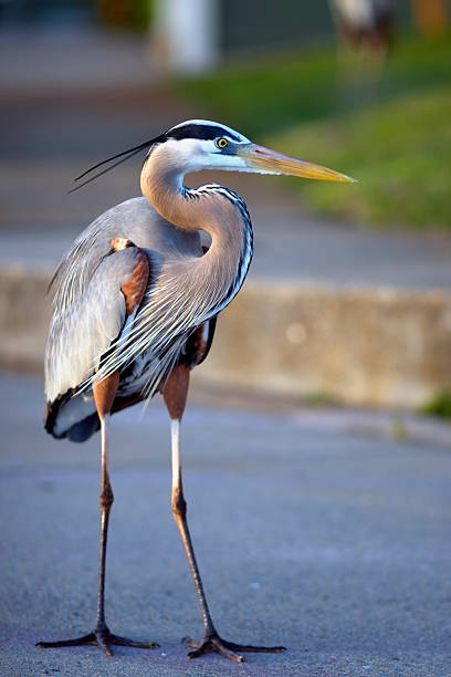 Urban Heron standing with its neck curved stock photo