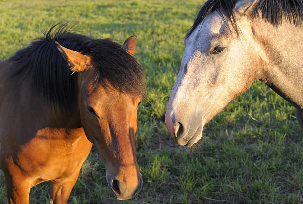 Horses stock photo