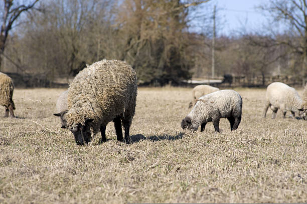 Sheep stock photo