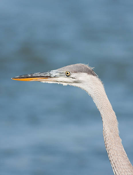 Long Neck Blue Heron stock photo