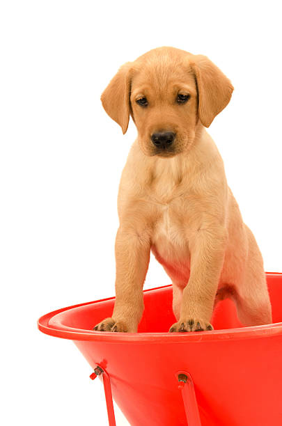 istock Yellow Labrador Puppy standing in Red Wheelbarrow looking down 156200544