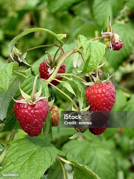 Himbeeren Stockfoto und mehr Bilder von Eigen-Anbau - Eigen-Anbau, Fotografie, Frische