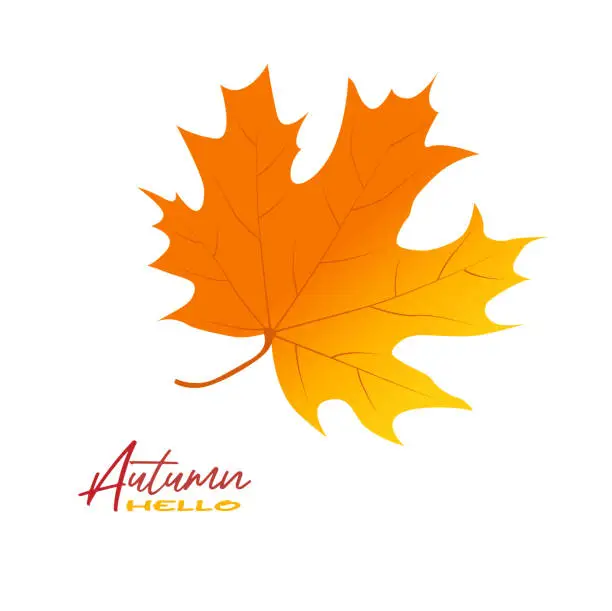 Vector illustration of Autumn maple leaves vector illustration