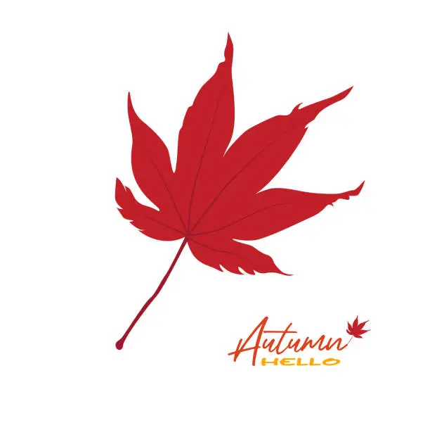 Vector illustration of Autumn maple leaves vector