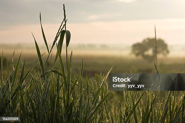 Sunrise Erba Nebbia - Fotografie stock e altre immagini di Acqua - Acqua, Albero, Ambientazione esterna