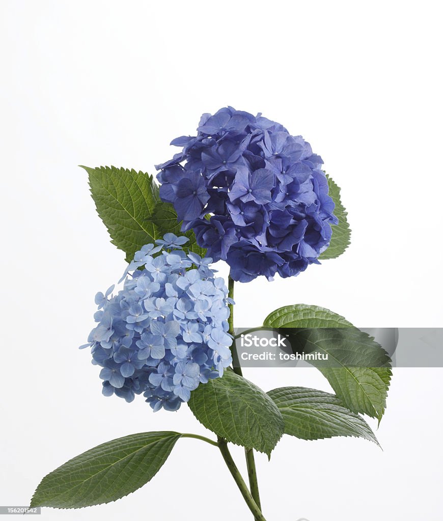 Hortensia - Foto de stock de Azul libre de derechos