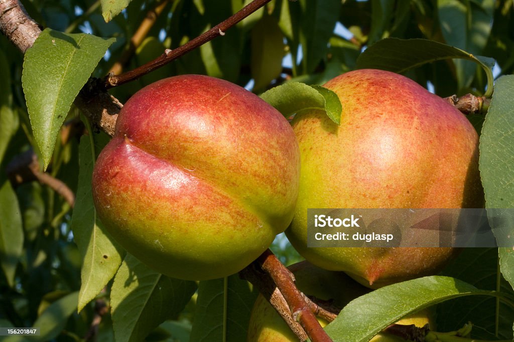 Pelones en el árbol - Foto de stock de Árbol de nectarina libre de derechos