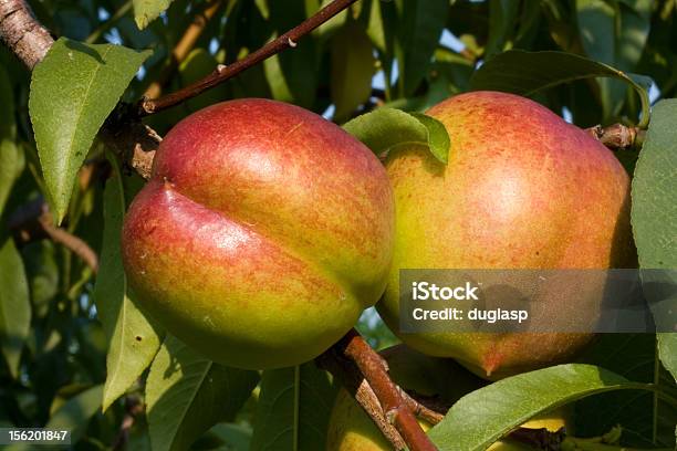 Nectarines On The Tree Stock Photo - Download Image Now - Nectarine Tree, Color Image, Crop - Plant