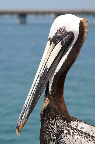 istock Watchful Brown Pelican 156201857
