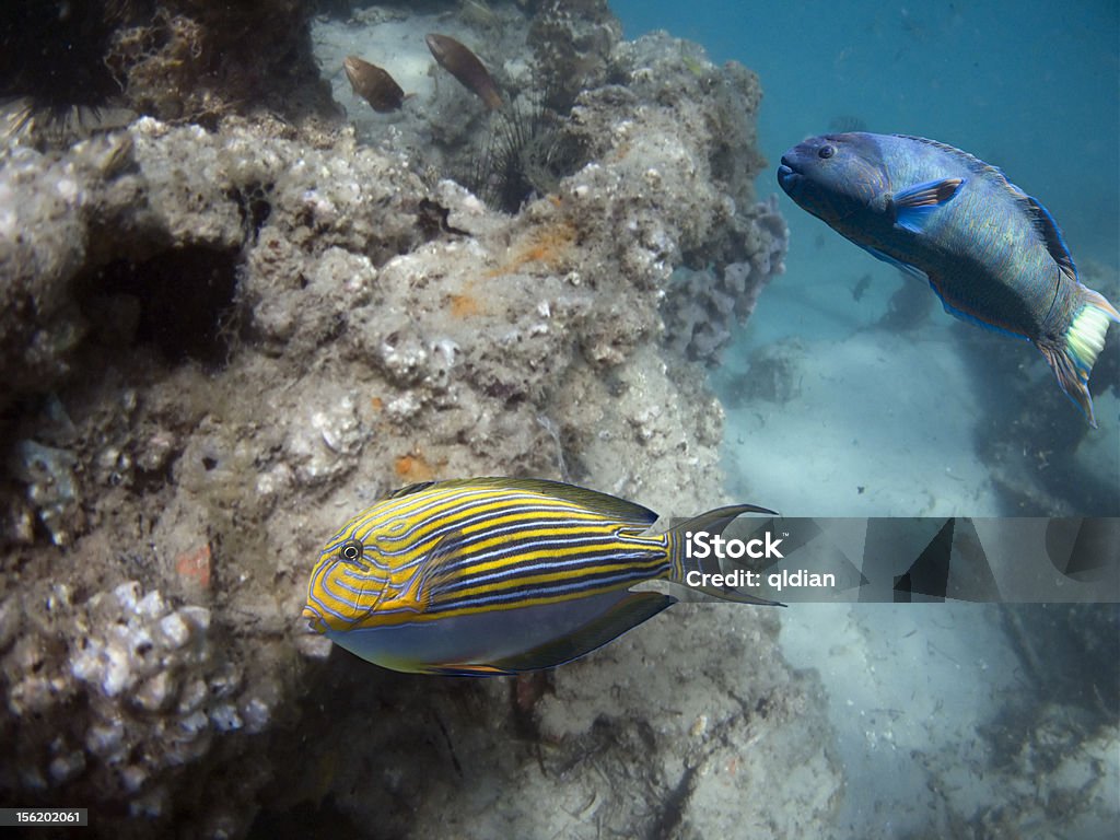 Stripie Zebra Surgeonfish (Acanthurus lineatus) and Moon Wrasse(Thalassoma lunare) swimming over coral reef Acanthuridae Stock Photo