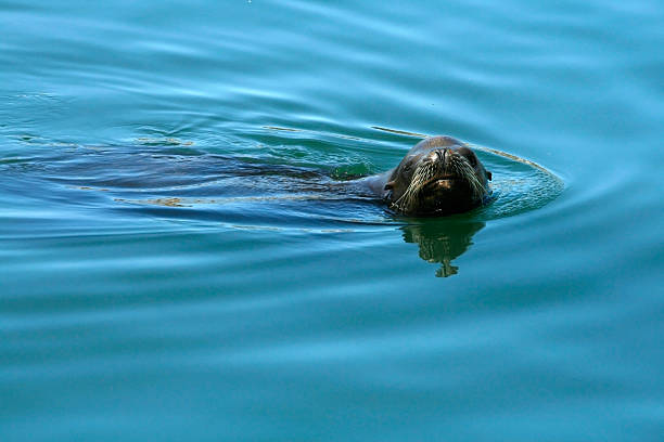 Curious seal stock photo