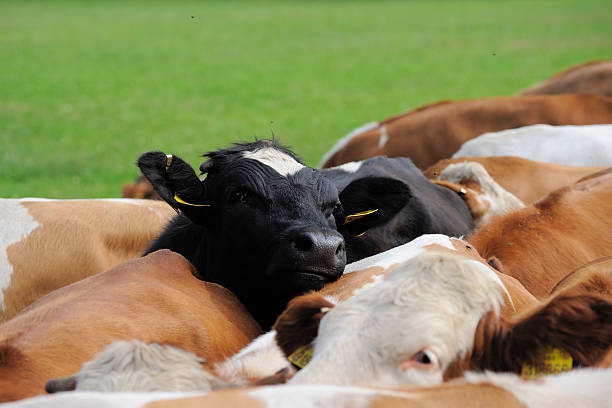 istock Black cow in drove 156202479