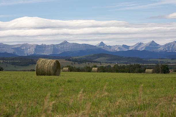 istock Rocky Mountain Hay Bales 156202496