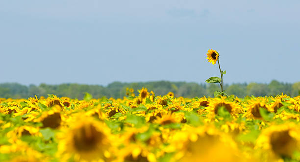 campo de girassol, provence, frança, com foco raso - macro close up sunflower france - fotografias e filmes do acervo