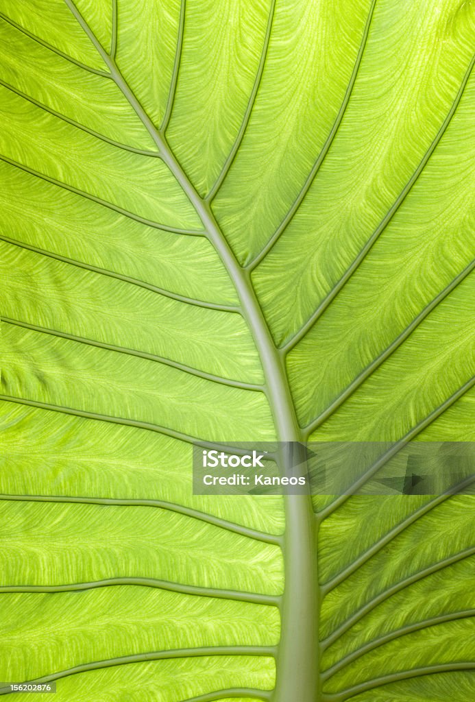 Folha de Palmeira - Foto de stock de Beleza natural - Natureza royalty-free