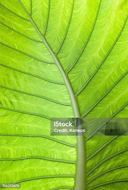 Foto de Folha De Palmeira e mais fotos de stock de Beleza natural - Natureza - Beleza natural - Natureza, Cor Vibrante, Estação do ano