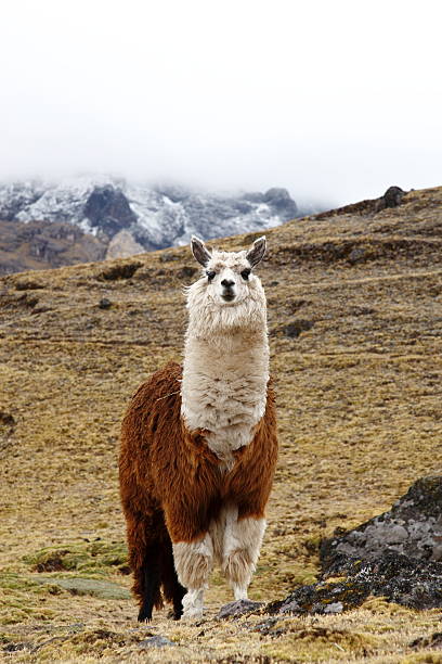 istock Llama photographed high in the Peruvian Andes 156203261