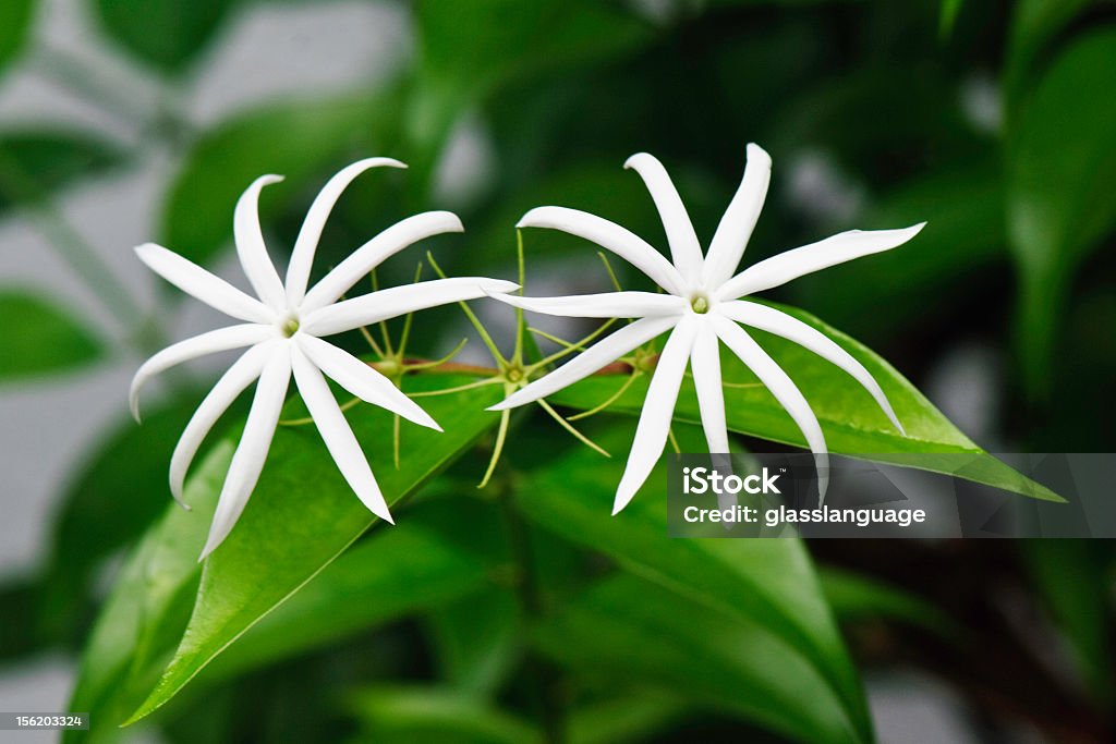 Estrella Blanca Flores Foto de stock y más banco de imágenes de Arbusto -  Arbusto, Blanco - Color, Clima tropical - iStock