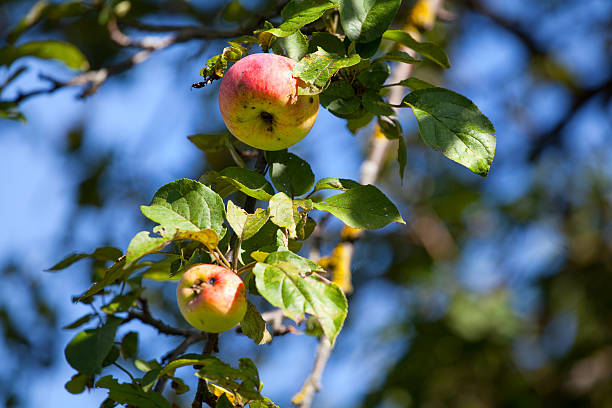 Apple on a tree branch stock photo