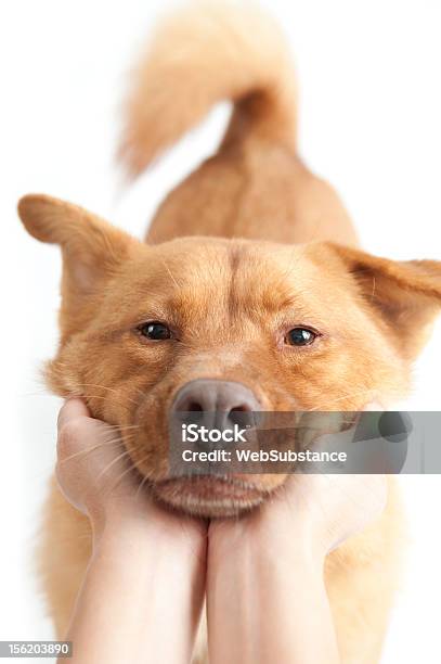 Foto de Animal De Estimação Favorito e mais fotos de stock de Apertar - Atividade - Apertar - Atividade, Cão, Abraçar